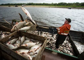 Власти ЯНАО подняли ставку за тонну добытой рыбы на 13 процентов