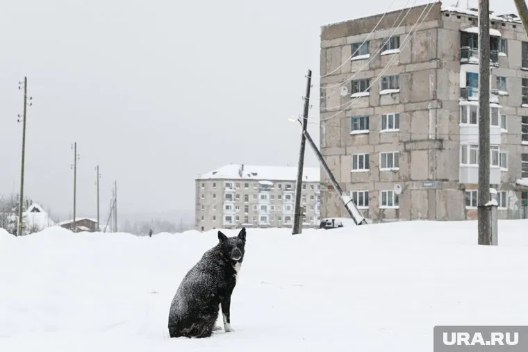 За выгул собак без намордника и поводка вскоре могут начать штрафовать
