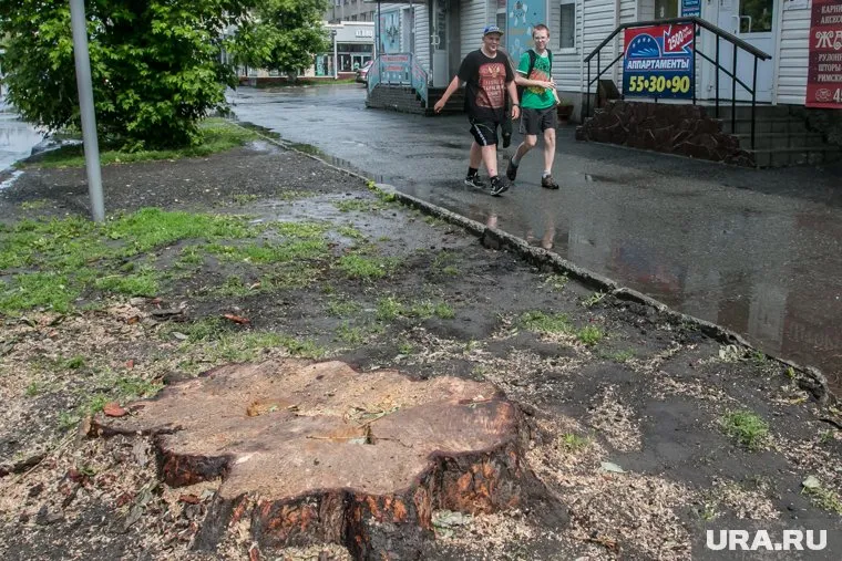 Курганцы в шоке от вырубки деревьев по всему городу