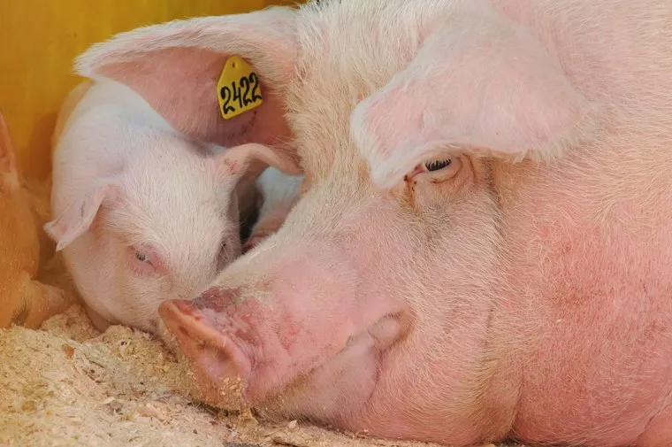 Продукты. Санкции. Сельское хозяйство. Челябинск.