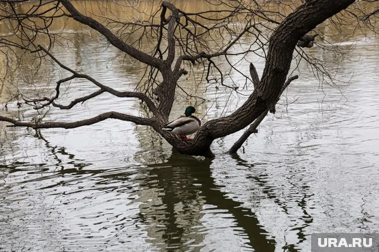 Жителей Оренбурга просят эвакуироваться из подтопляемых районов