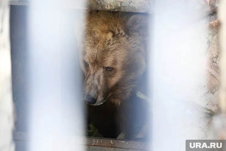 В соцсетях появилась новость о том, что в Сосьве медведь растерзал двух охотников