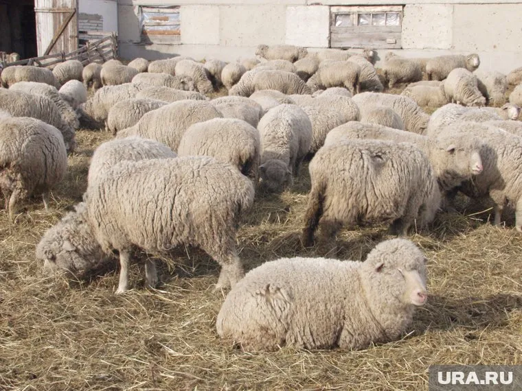 Стоимость готового бизнеса - 12 млн рублей