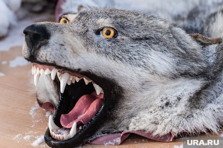 Оленеводы сообщают о трагедии в Байдарацкой тундре: волки задрали 15 оленей