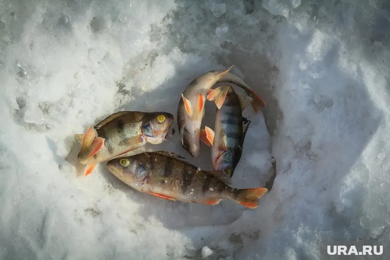 В ХМАО рыбаки вышли на опасную рыбалку