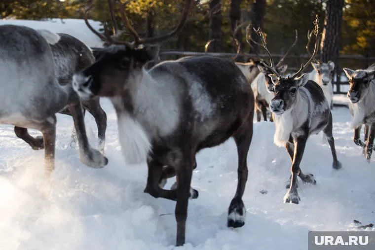 Согласно последней версии, животные уничтожили палаточный городок туристов, испугавшись шума