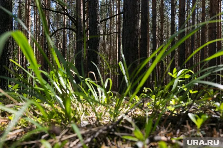 Тело убитой женщины злоумышленник спрятал в лесном массиве