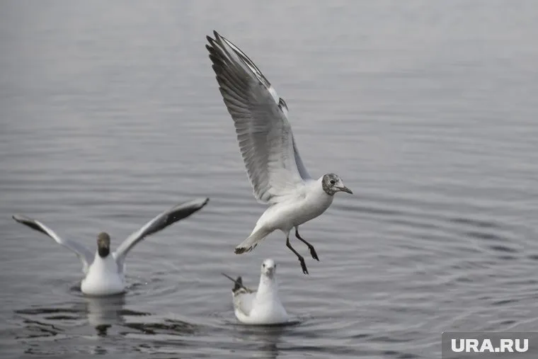 В Соликамском округе Пермского края сняли карантин по птичьему гриппу