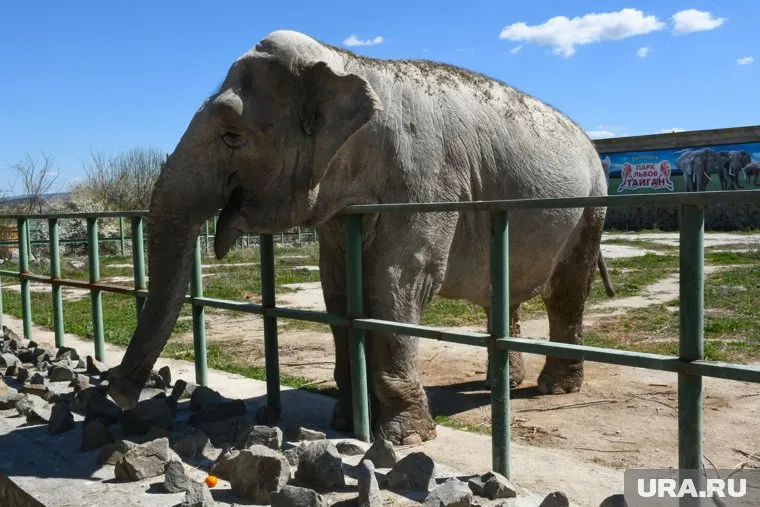 Слона в Пермском зоопарке нет - может купят