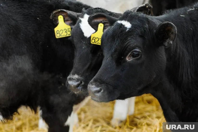 Вес скота определят с помощью компьютерного зрения
