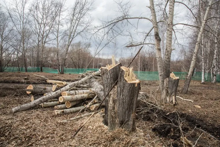 Вырубленный парк, на месте которого планируют построить бизнес-центр. Тюмень, спиленные деревья, пни