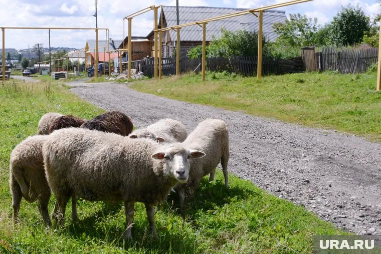 Машину с бараниной в Россию не пустили