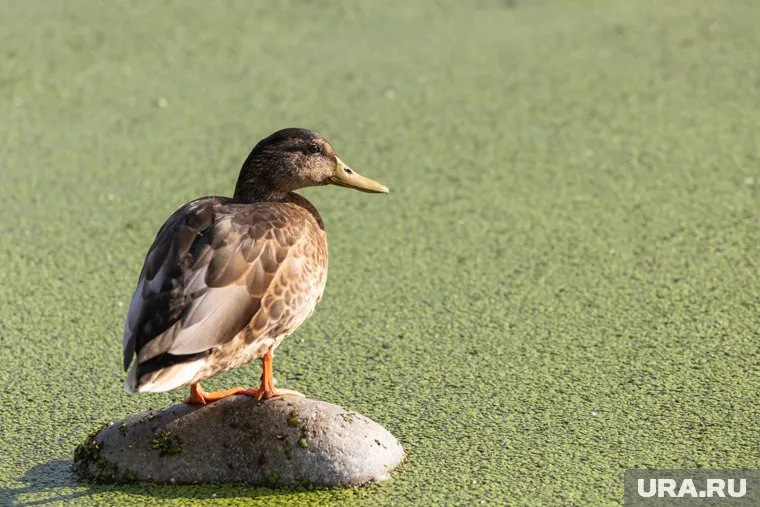 Эксперты проверили версию о гибели уток из-за некачественного корма