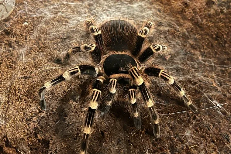 Скорпионы и жуки. Курган