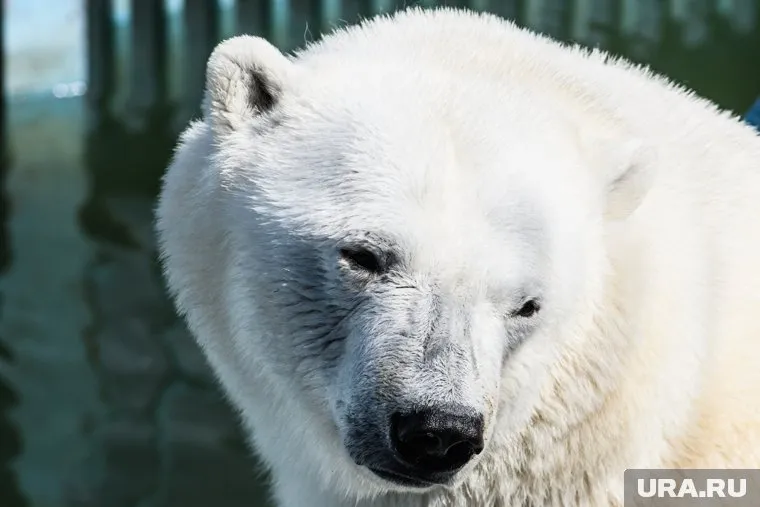 Умка был одной из главных звезд городского зоопарка