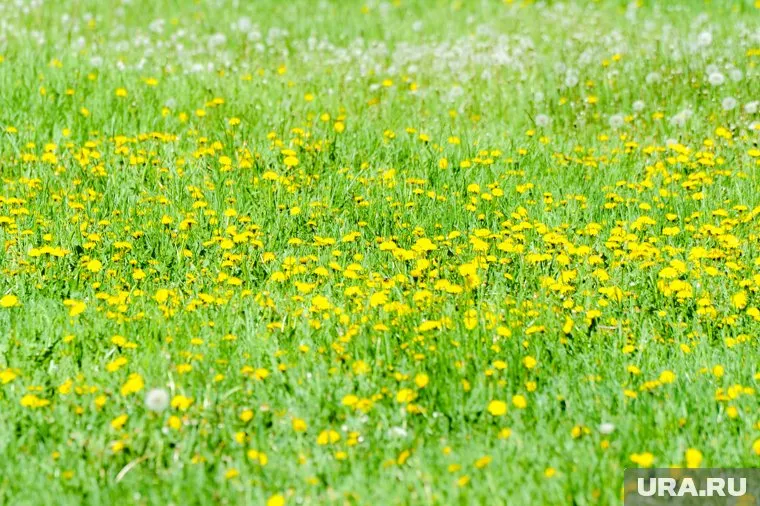В Челябинской области всходят первые цветы