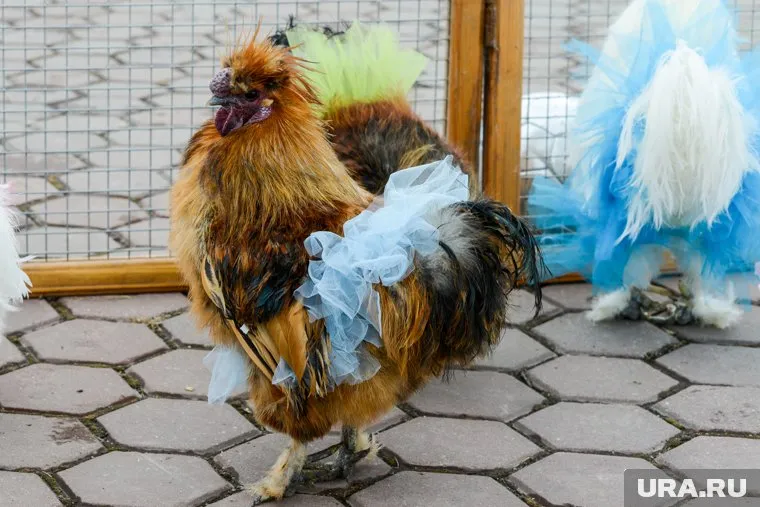 Осенью в Тюменской области сожгли более 4 млн кур