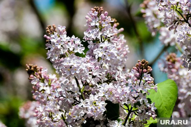 Ожидается, что во второй половине мая температура начнет повышаться