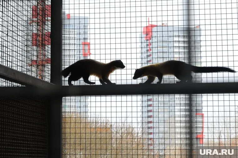 Местная жительница просит соседей быть внимательнее и принять меры для защиты домашних животных