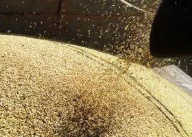 Politico: российское «зерновое оружие» разжигает кризис в Европе