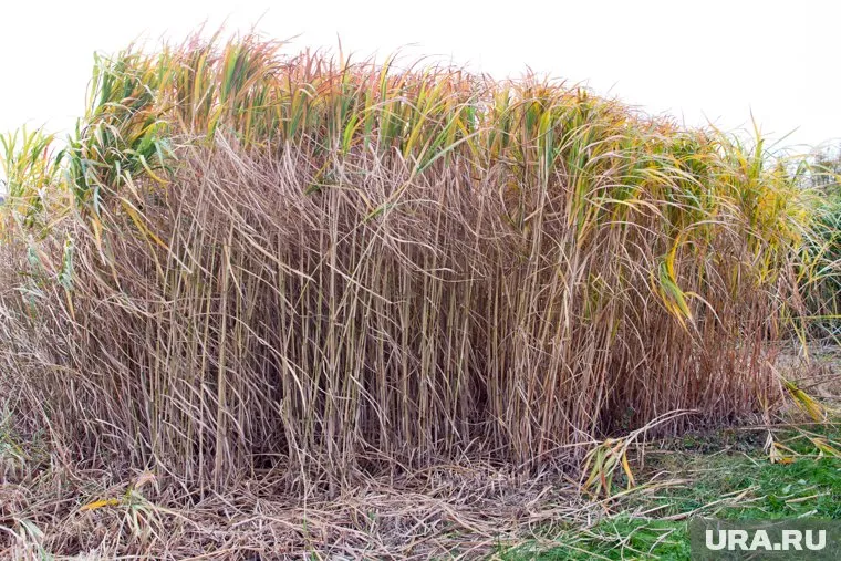 Из мискантуса можно делать бумагу