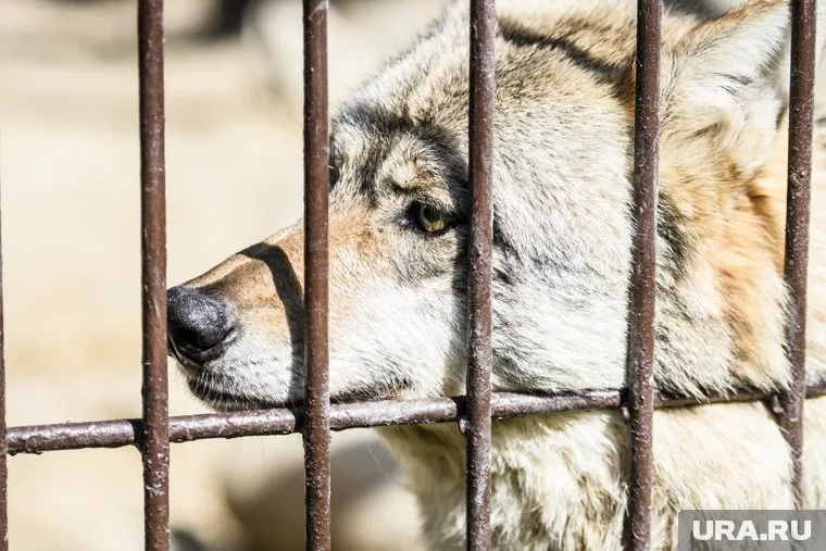 Курганский инспектор провел проверку по делу, связанному с жестокой охотой на волков (архивное фото)