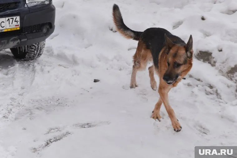 От реагентов на дорогах Челябинска у собак разъедает лапы, у машин — краску
