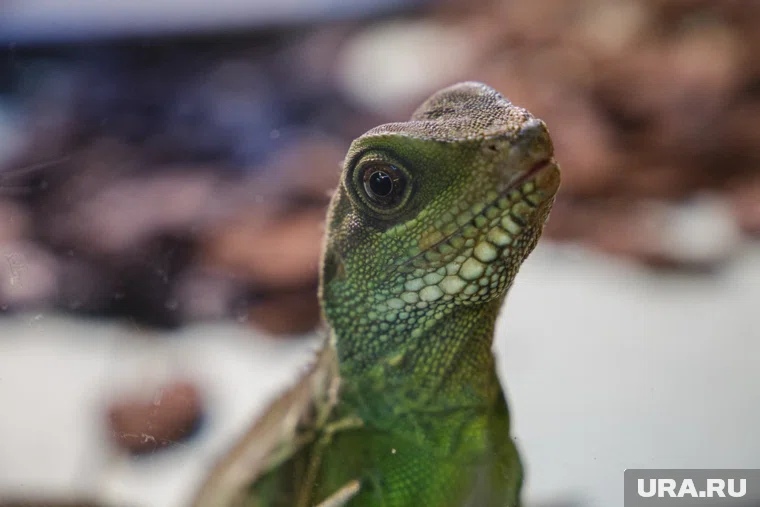 Рептилий выставляли в Челябинске с нарушением обязательных требований (архивное фото) 
