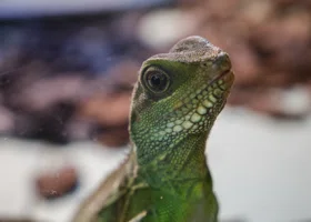 В Челябинске наказали владельца зоопарка без лицензии