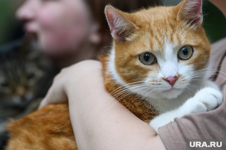 Проблемы с зубами или стресс: почему кошка не ест сухой корм