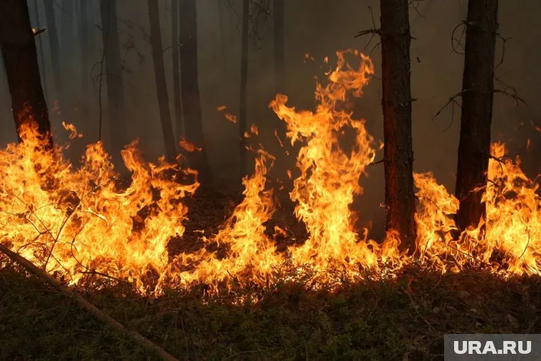 Огонь захватил сотни гектаров в Тюменском районе