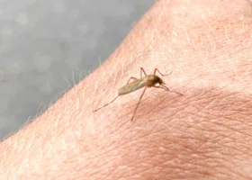 В Курганской области зафиксировали случай малярии