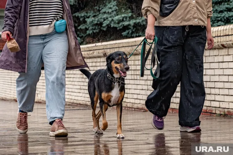 Прохладная и дождливая погода ждет курганцев всю декаду
