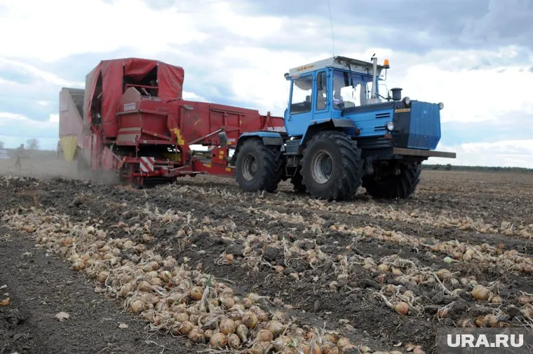 Вредитель был обнаружен на полях в Упоровском районе