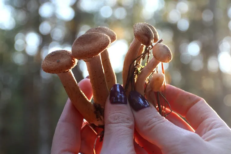 Осенняя природа, разноеКурган