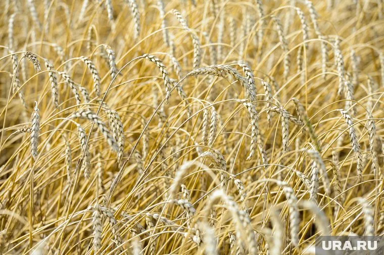 Поля пшеницы продают в Челябинской области