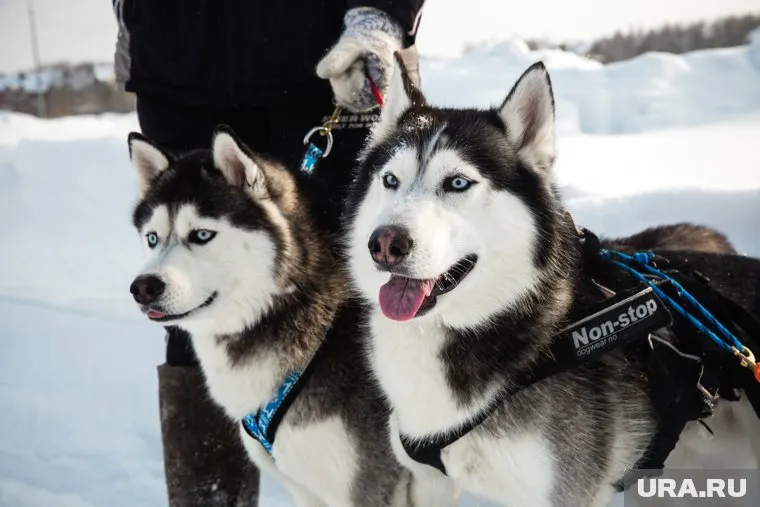 Алексей Титовский предложил покататься на хаски и поболеть в хоккее на валенках
