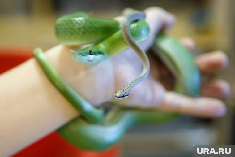 Точную дату закрытия руководство не называет