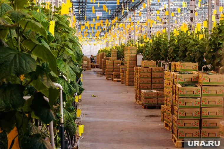 В агрокомплексе «Горный» говорят о вспышке коронавируса у сотрудников