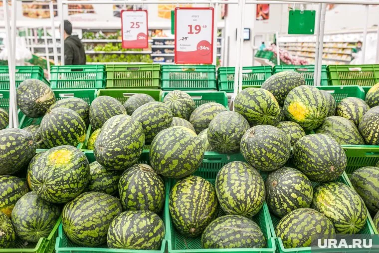 Прошла проверка арбузов из магазина «Магнит»