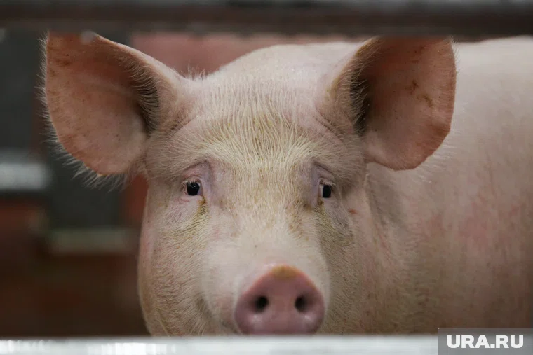 Свинья спасла русских штурмовиков