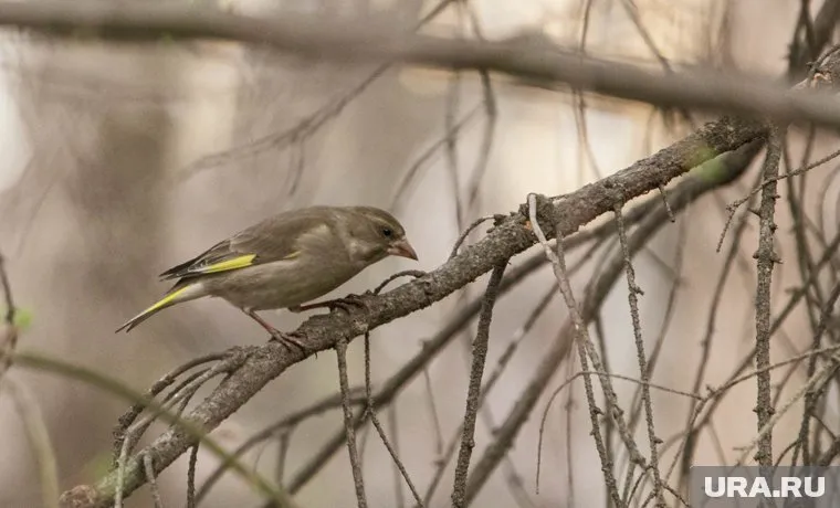 Птицы весной поют особенно активно