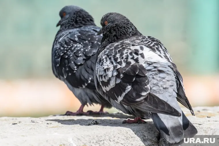 Девочки поймали голубя и начали его ощипывать