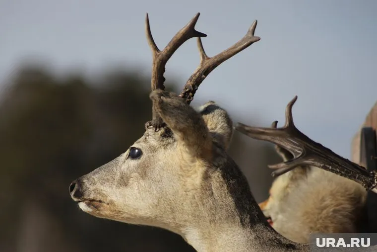 В Курганской области выясняют причины опасной болезни у косуль (архивное фото)