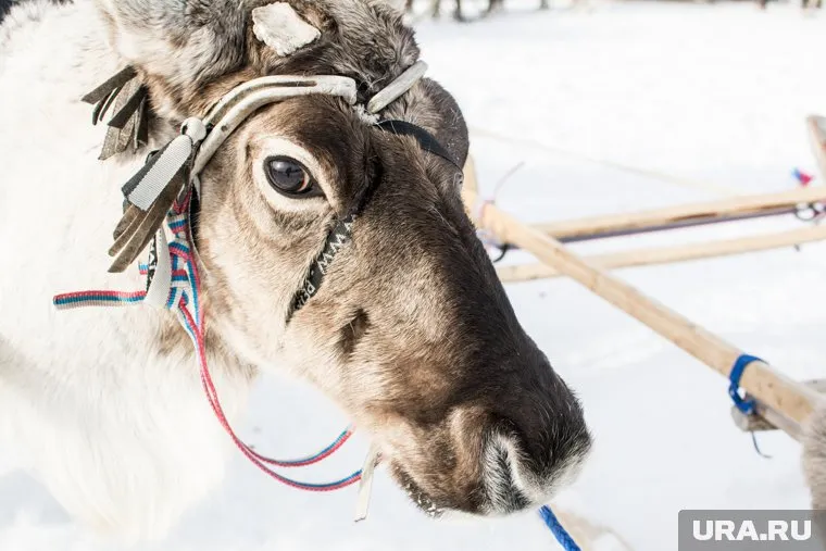 Хромой олень катает горожан (архивное фото)