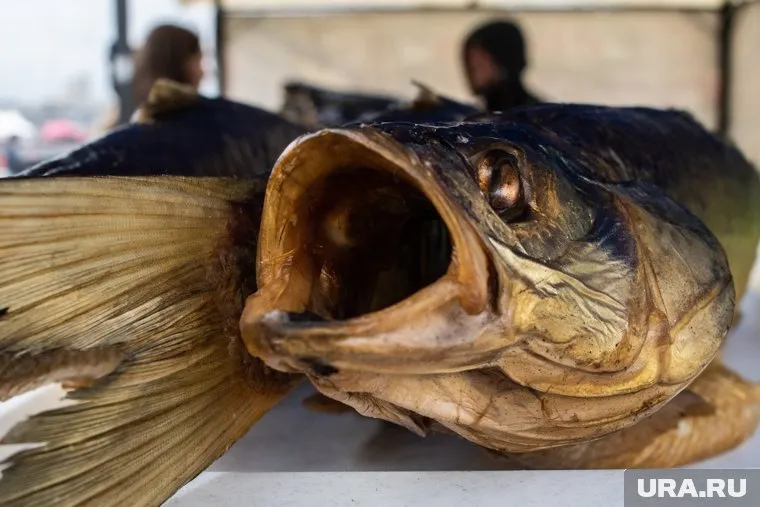 Трофейный экземпляр тюменец поймал в Туре