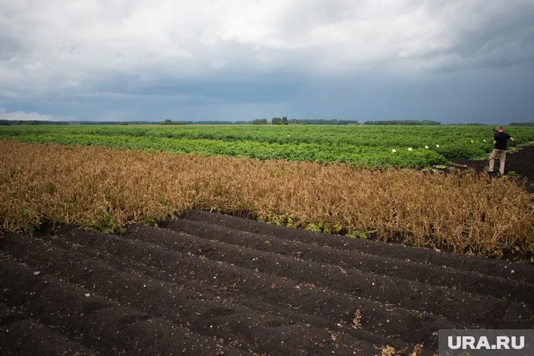 Патрушев будет отвечать за сельское хозяйство в стране