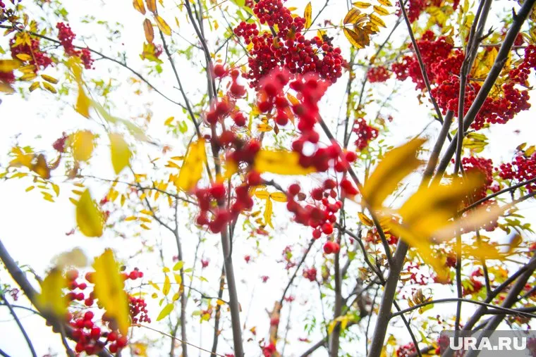 Рябина сулит свердловчанам суровые морозы