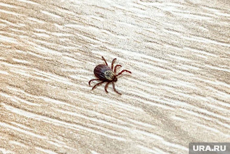 Срочная новость , заглушка, ура ру, Срочная новость