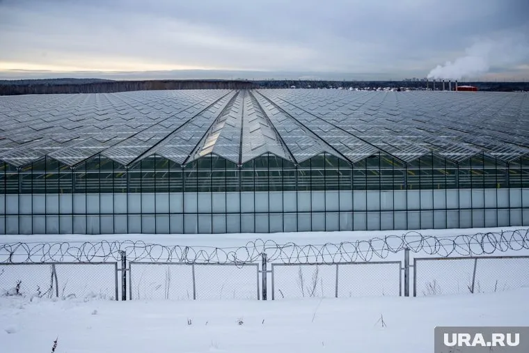 Вредитель обнаружен в одной из челябинских теплиц (архивное фото)